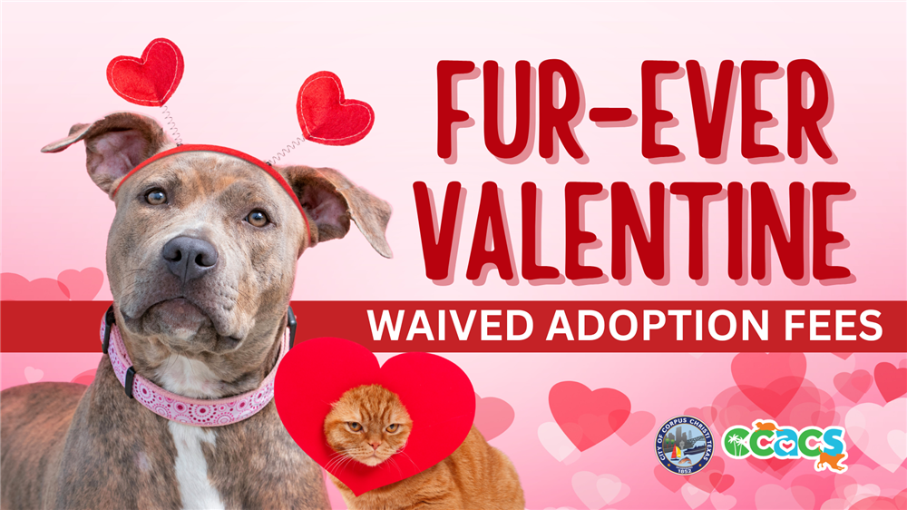 Fur-Ever Valentine Event: Waived Adoption Fees